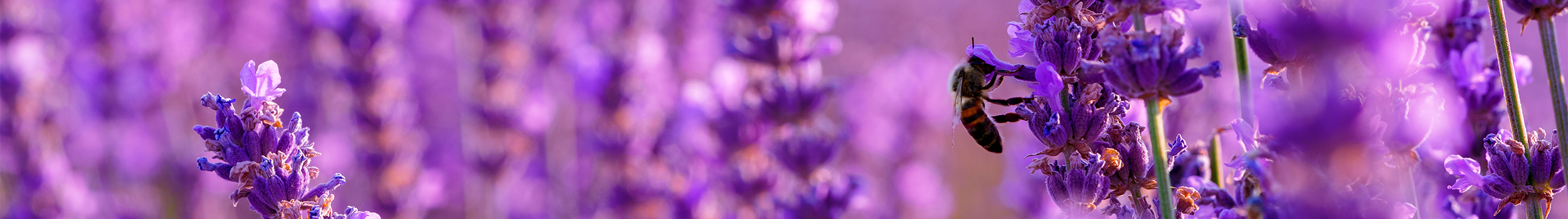 SB Plant Invigorator