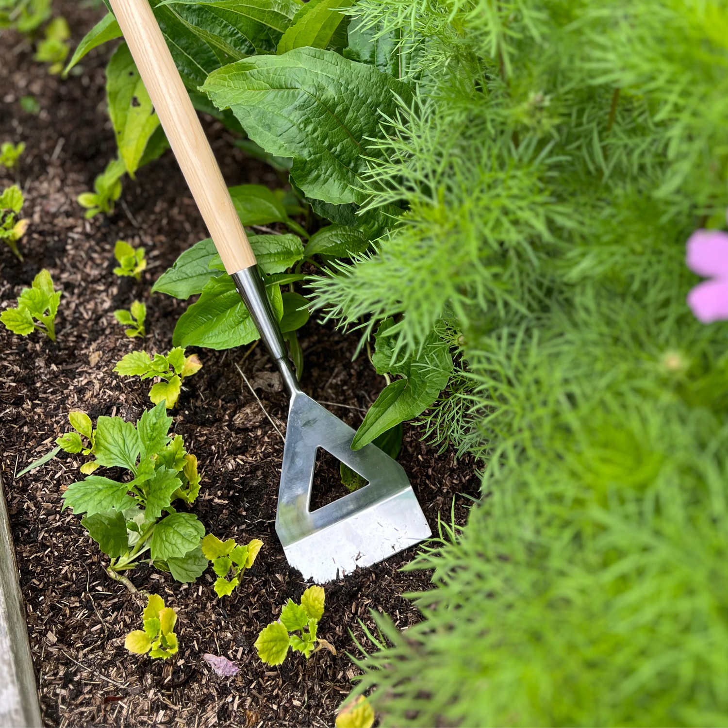 Growers Own Stainless Steel Dutch Hoe with Ash Wood Handle