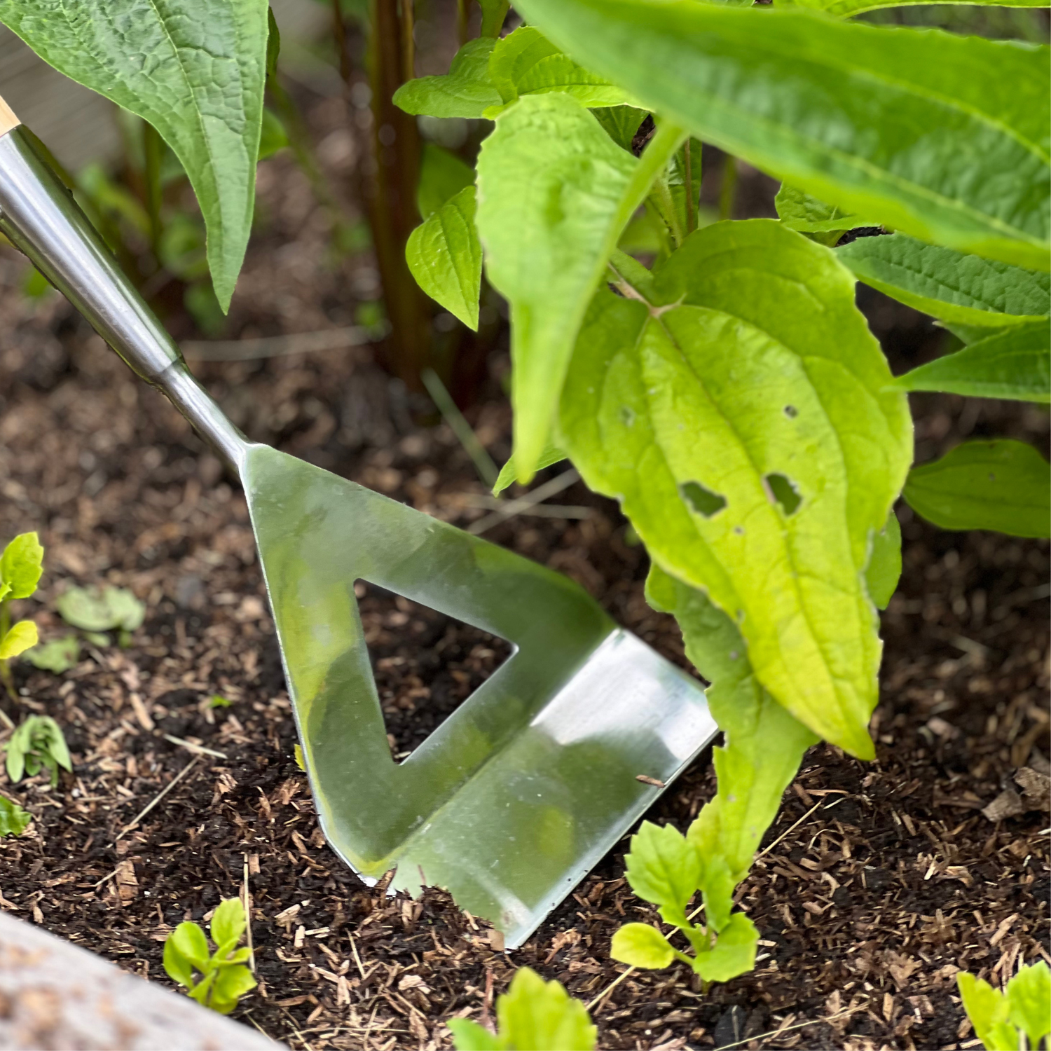 Growers Own Stainless Steel Dutch Hoe with Ash Wood Handle