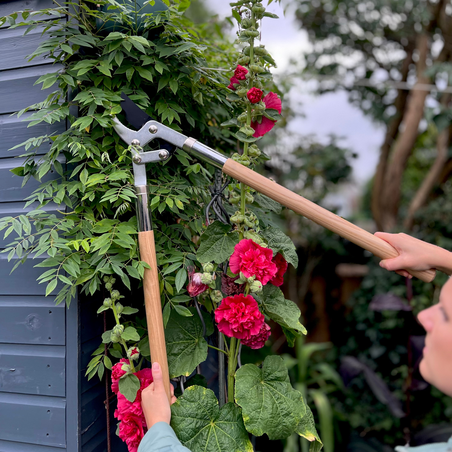 Growers Own Stainless Steel Bypass Lopper with Ash Wood Handle