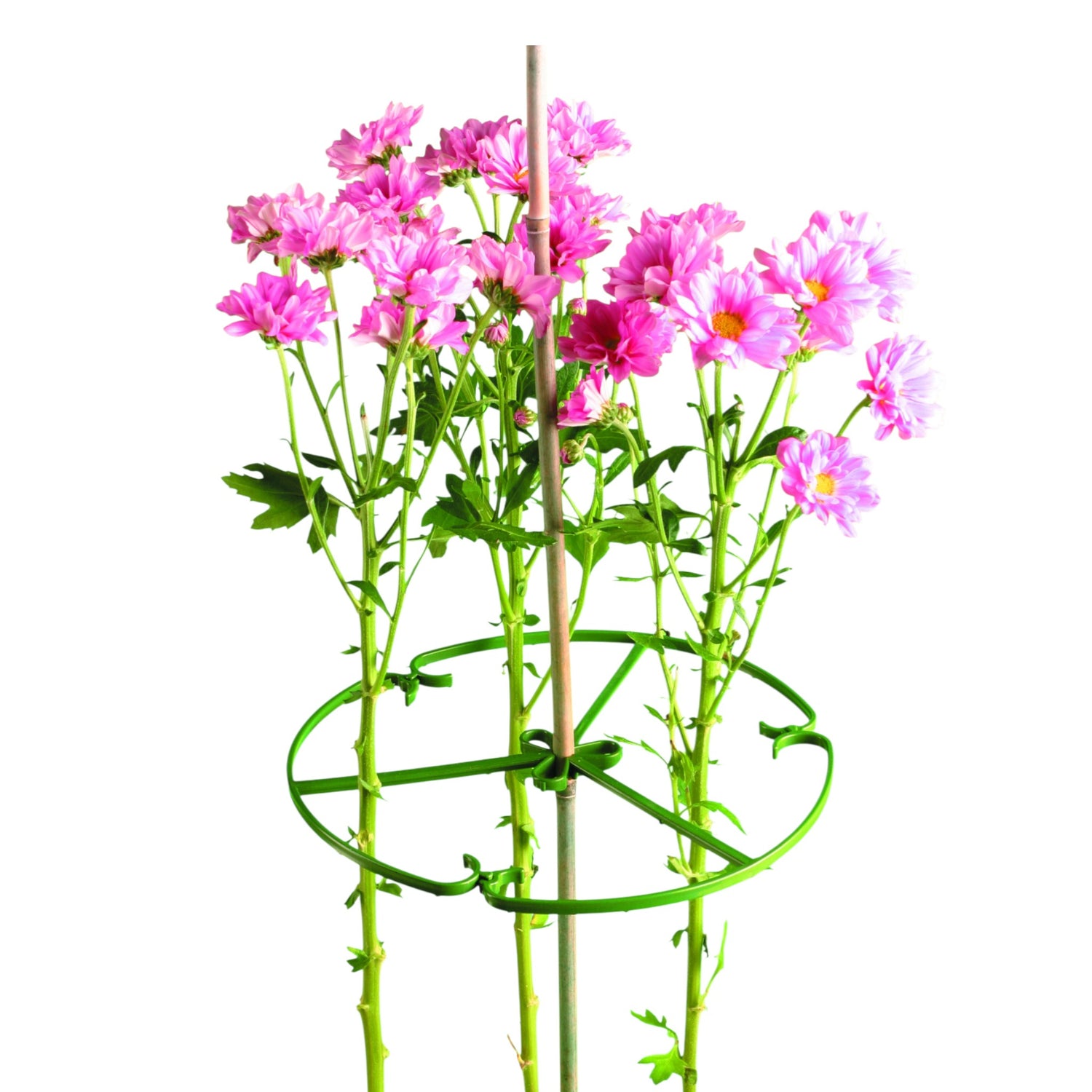 Plant Ring Segmented 30cm 12" Diameter GREEN