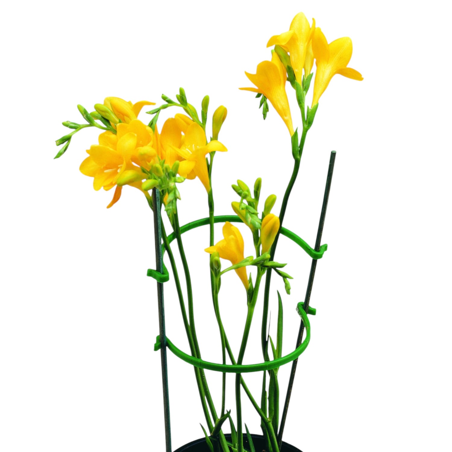 Plant Support Clip 8.5cm Diameter GREEN