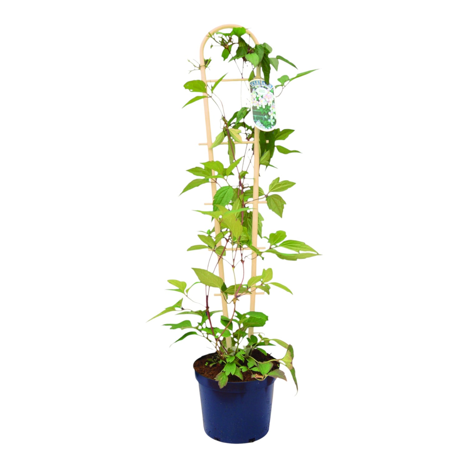 Stick-In Trellis 83cm 32.5" BAMBOO