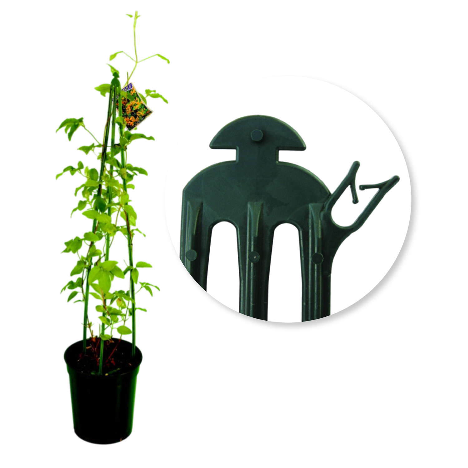 Plant Support Tripod 60cm GREEN