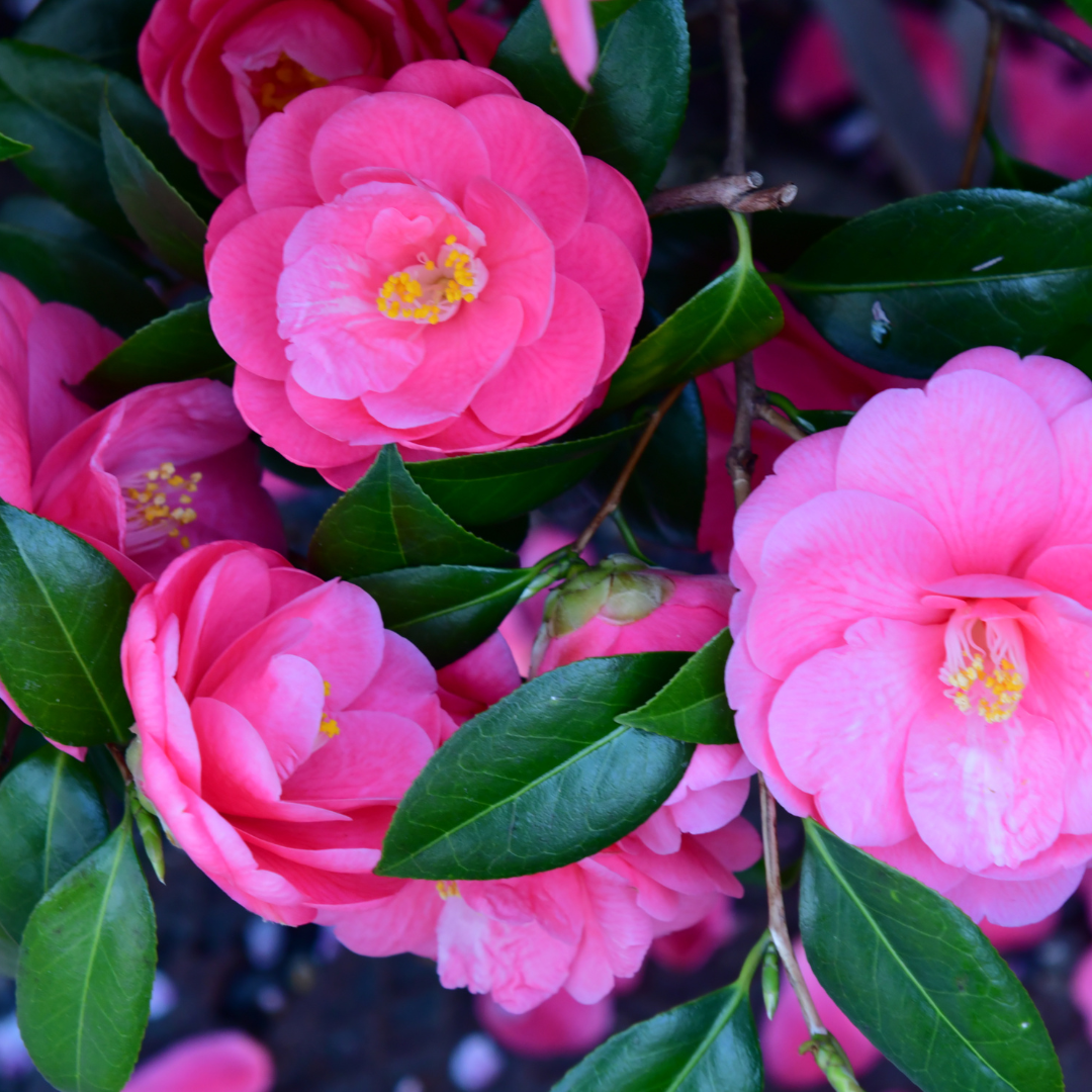 camellia pink Camellia Pink – Creation Garden Supplies