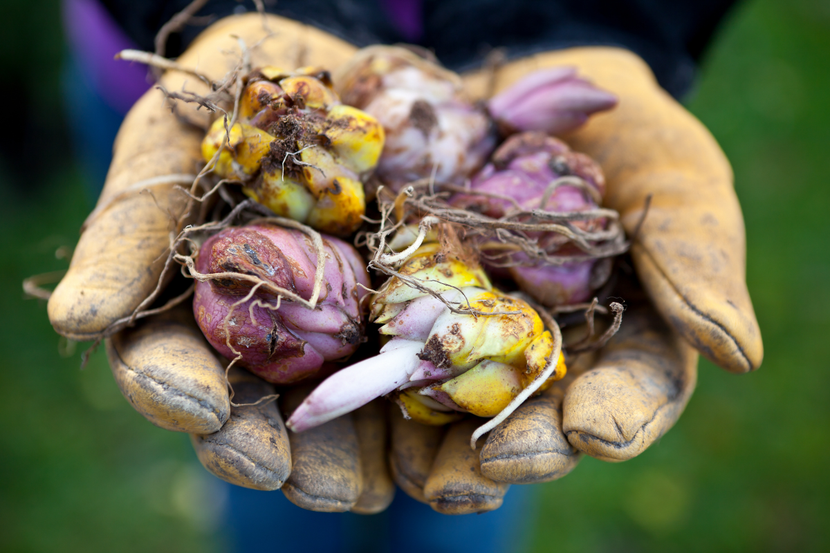Last Call for Spring Beauty: Get Your Bulbs in the Ground Before It's Too Late