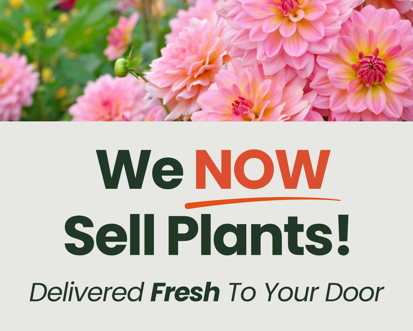 We NOW Sell Plants! 🌿 Delivered Fresh To Your Door