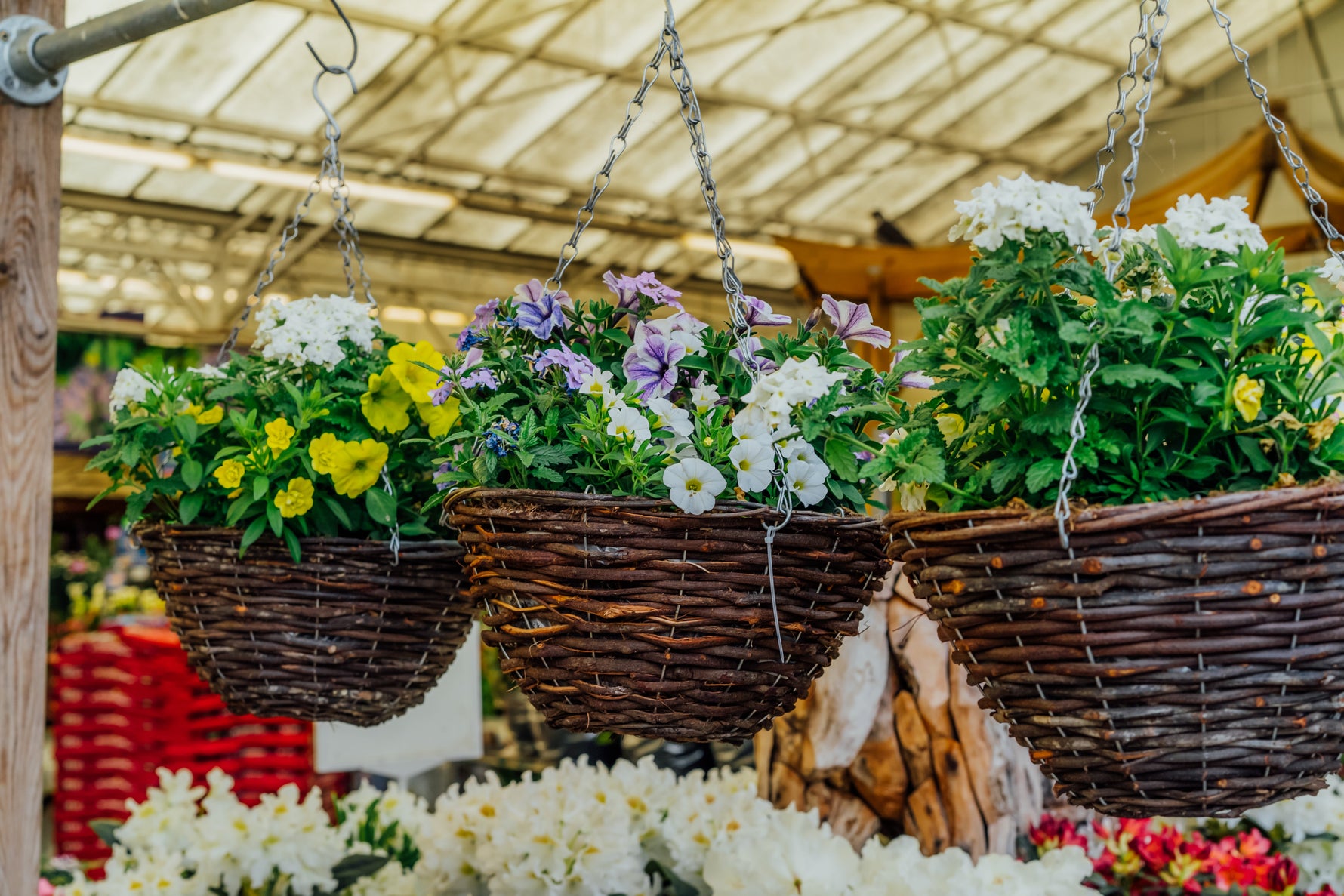 HUGE Multi-Buy Savings on 36+ Growers Own Hanging Basket Styles!