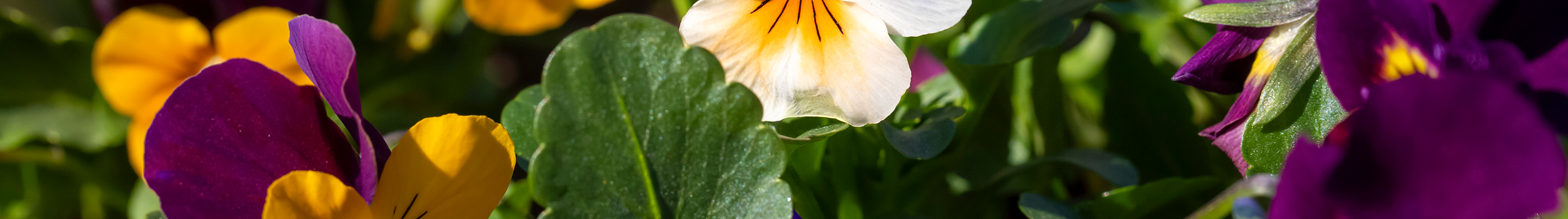 Bedding Plants