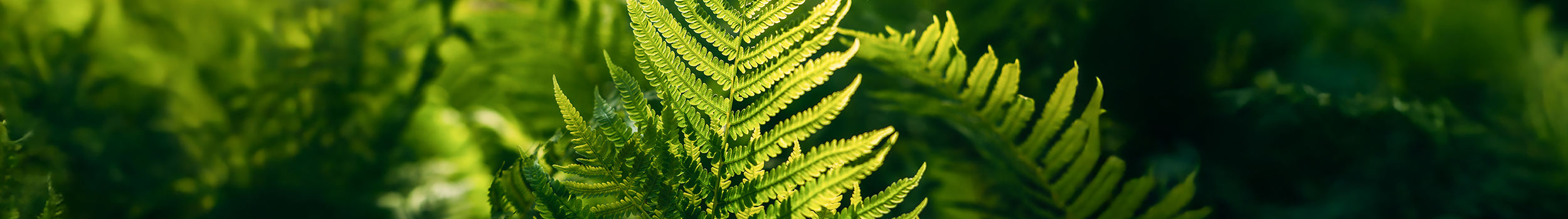 Ferns