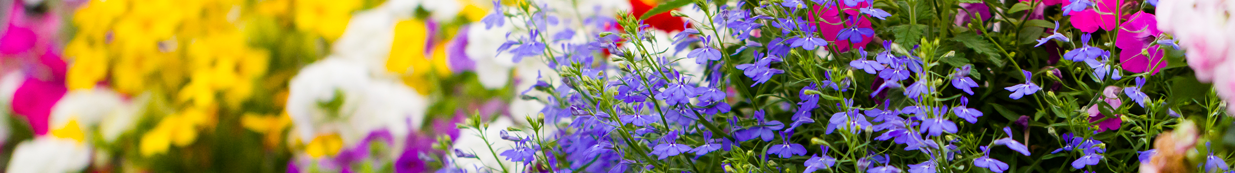 Hanging Basket Plants