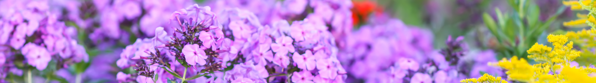 Perennials