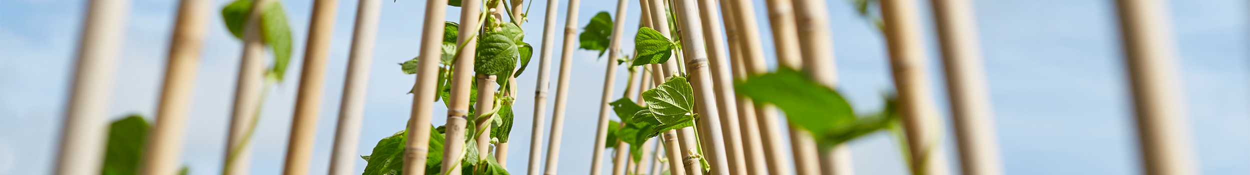 Plant Support and Tree Care