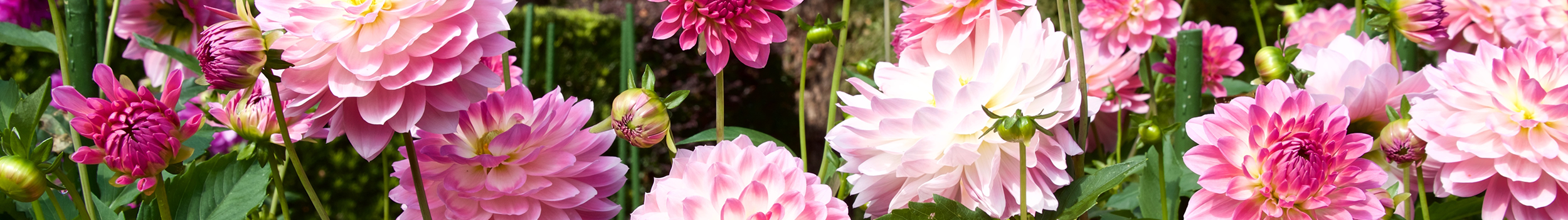 Plant Mixes