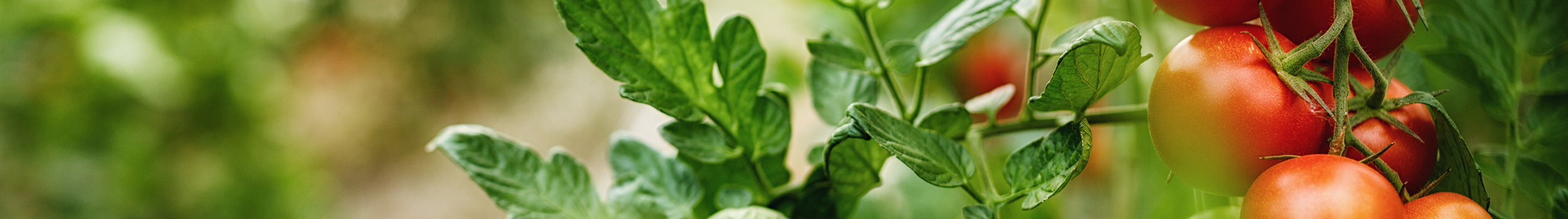 Fruit Plants