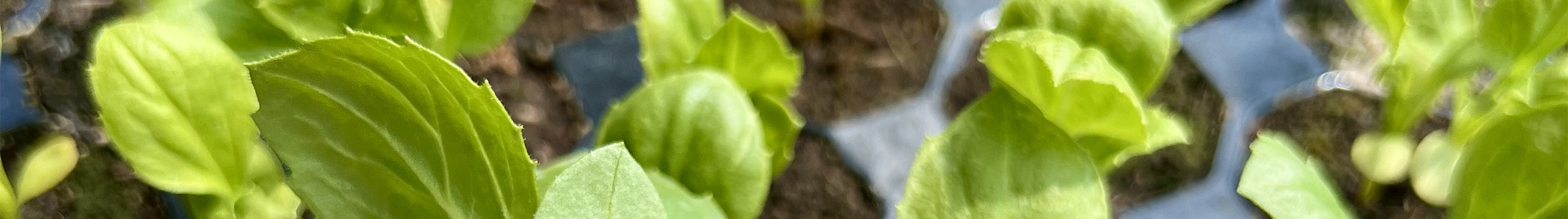 Microgreens Growing Mat