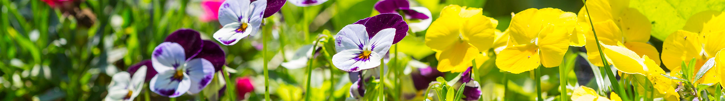 Spring Bedding Plants