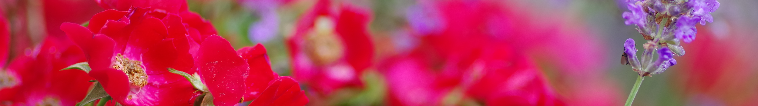 Summer Bedding Plants