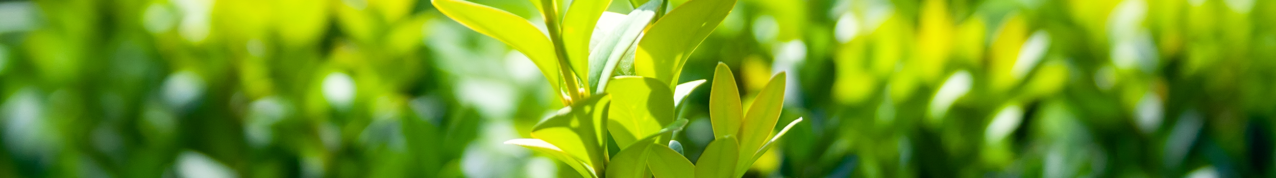 Shrubs