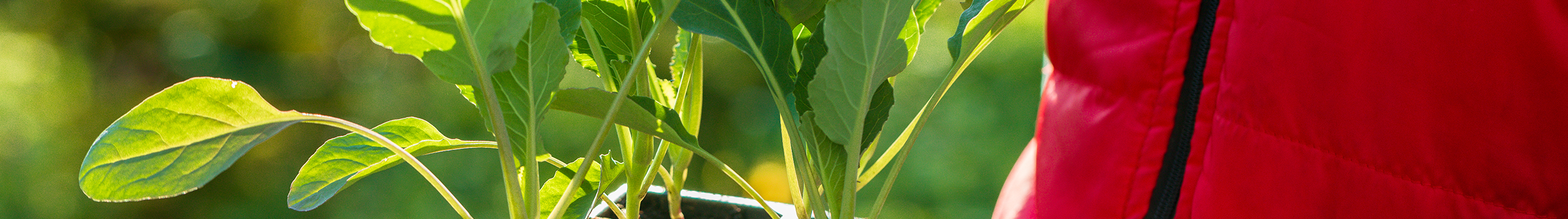 Vegetables