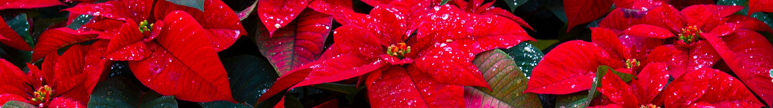 Christmas Trees
