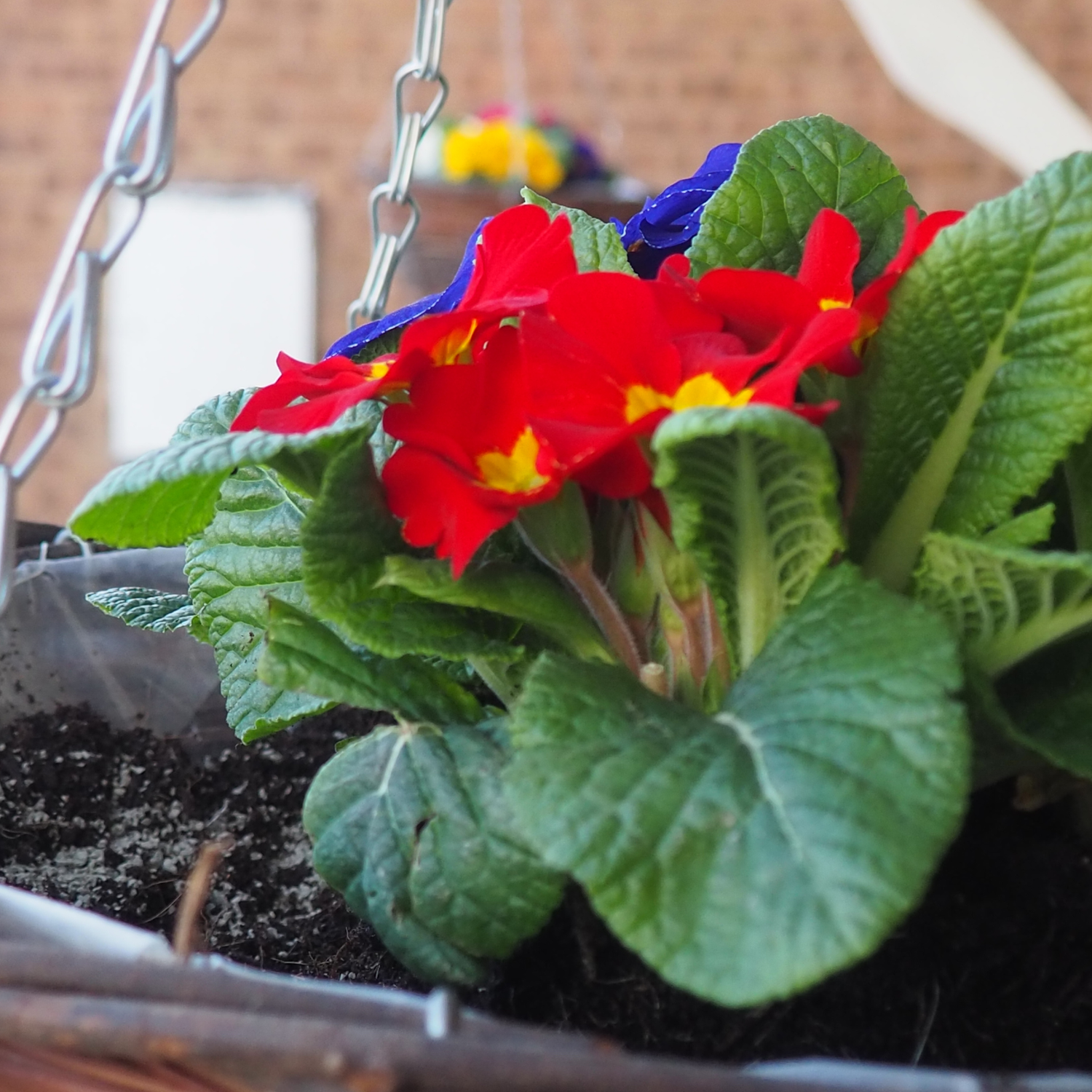 Natural Water Storing Granules  350g