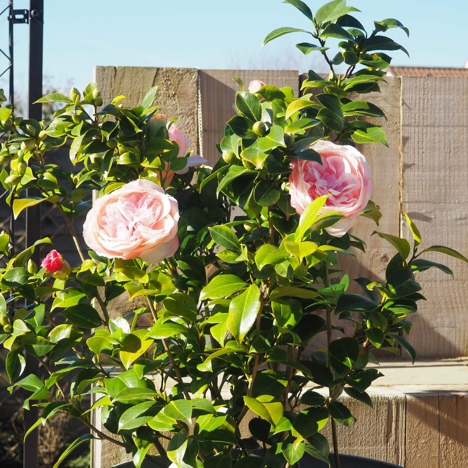 NEW Rose Defender RTU Trigger Pouch 1L