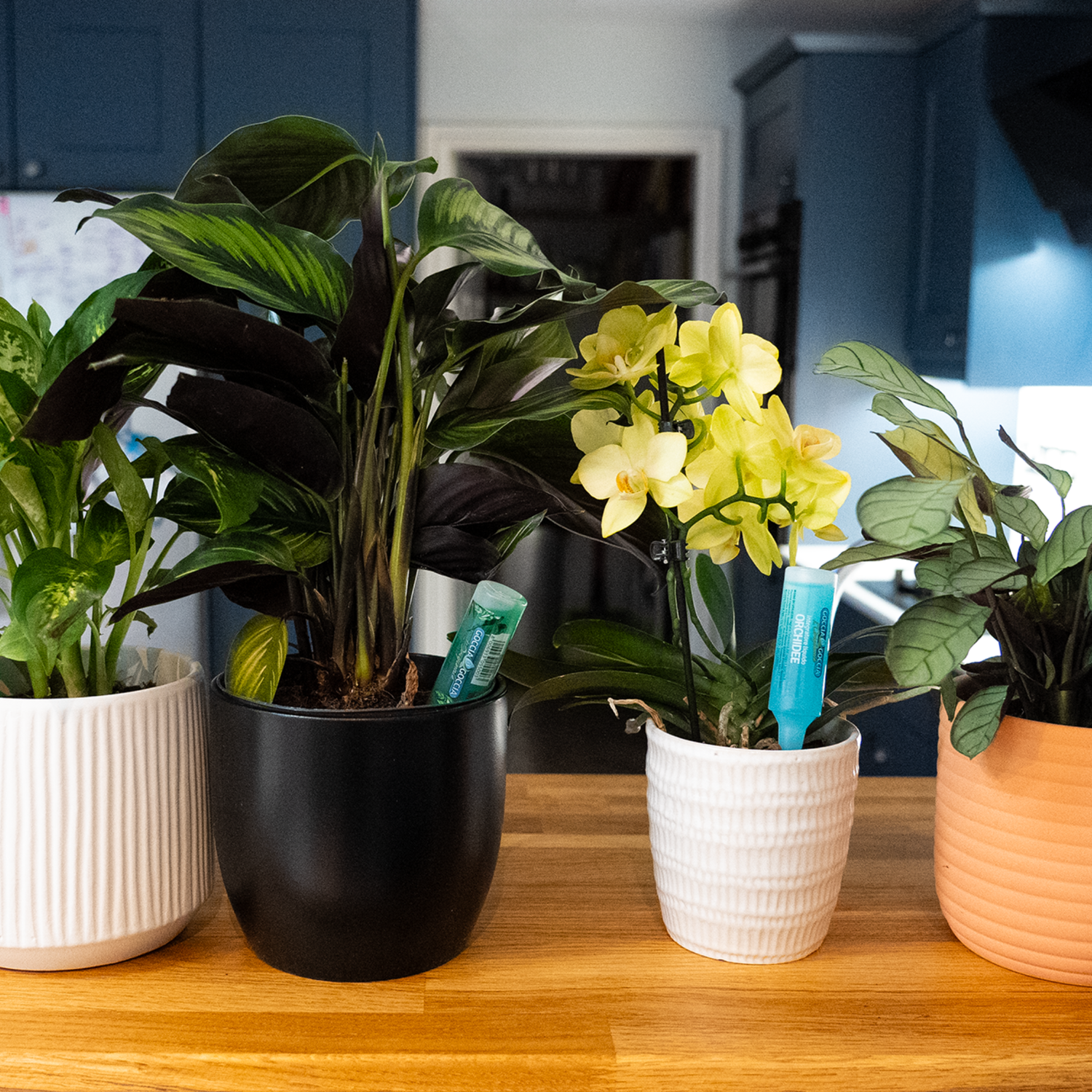 FITO Orchid Drip Feeders 5x32ml