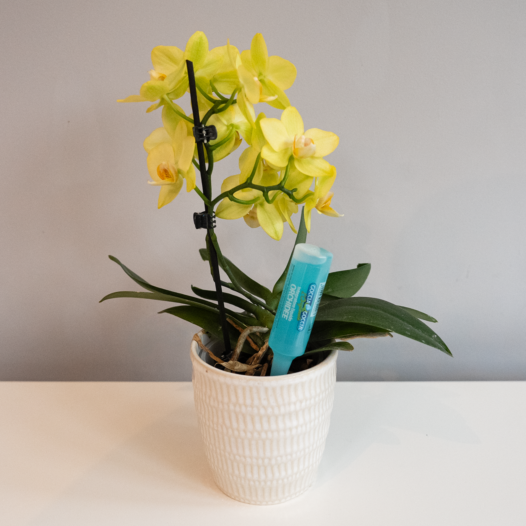 Creation Garden Supplies FITO ORCHID DRIPPER Garden supplies plant supplies plant food plant feed plant nutrition gardening products uk 