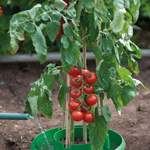 Creation Garden Supplies G167G Plant Halos on Grow Bag WateringGarden supplies plant supplies garden trays garland propagators gardening products uk 