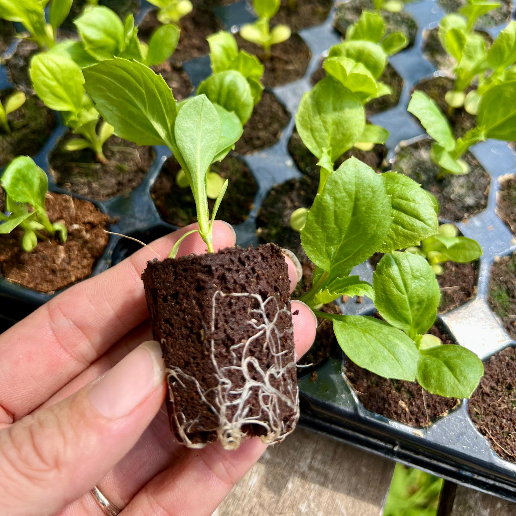 Creation Garden Supplies Pure harvest coco peat 8 plugs 4 Garden supplies plant plugs propagation growing garden accessories gardening products uk 