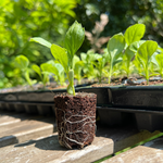 Creation Garden Supplies Pure harvest coco peat 8 plugs propagation plugs seed starter plugs starter plugs for plants rooting plugs cloning plugs  garden accessories gardening products uk 