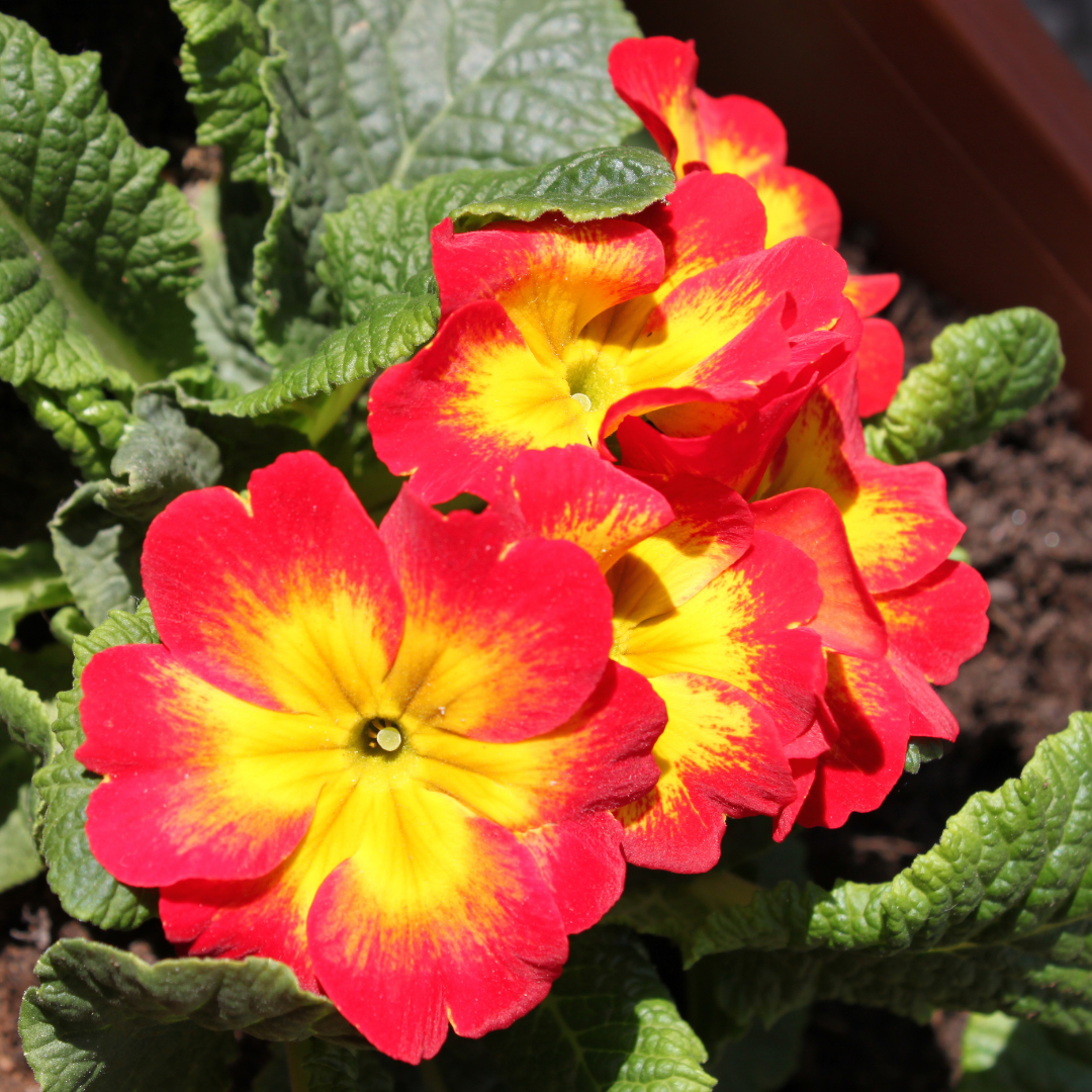Primrose Red
