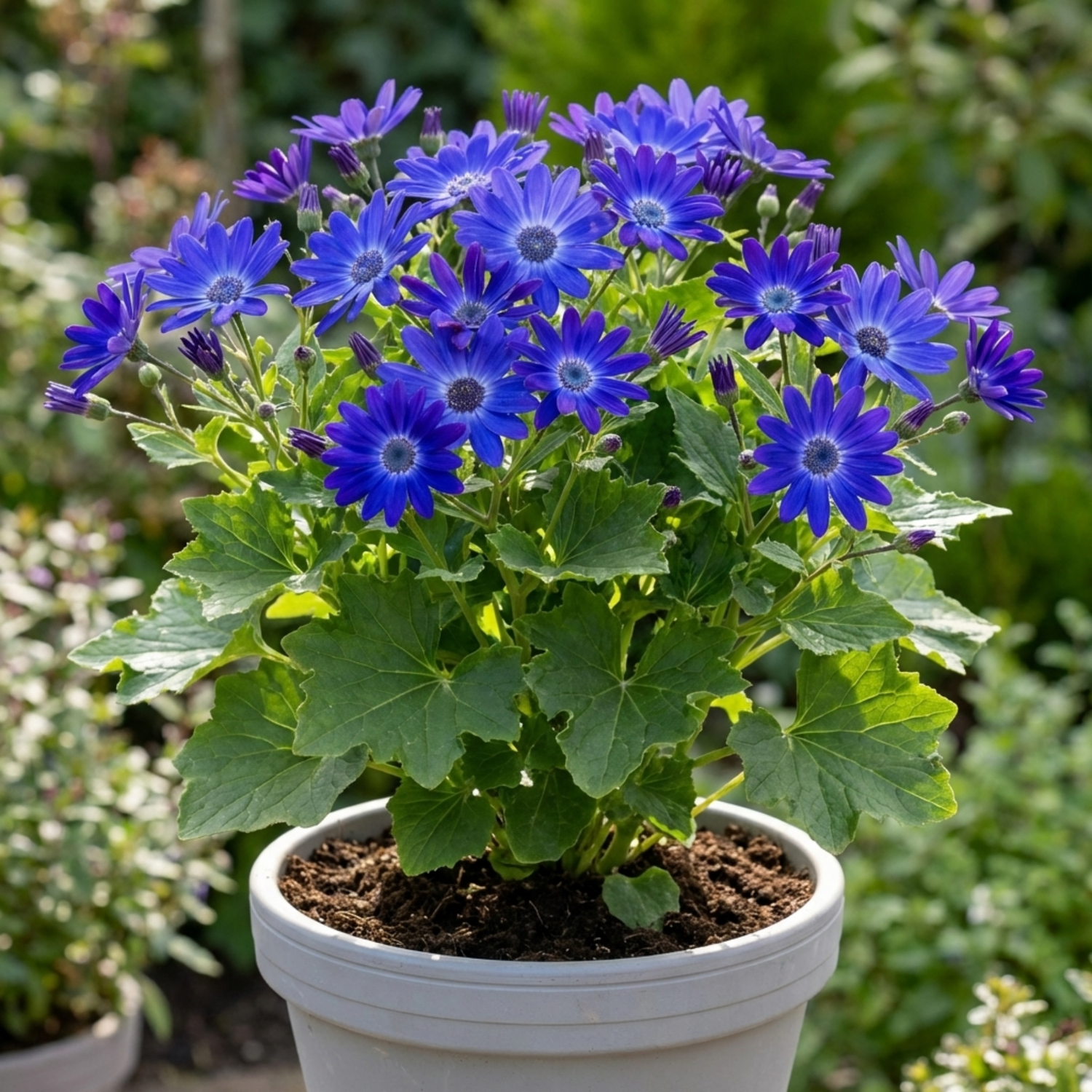 1 Senetti Deep Blue Pericallis Flowering Plant, Spring & Summer Garden Ready, 6.5 Litre Root-Ball