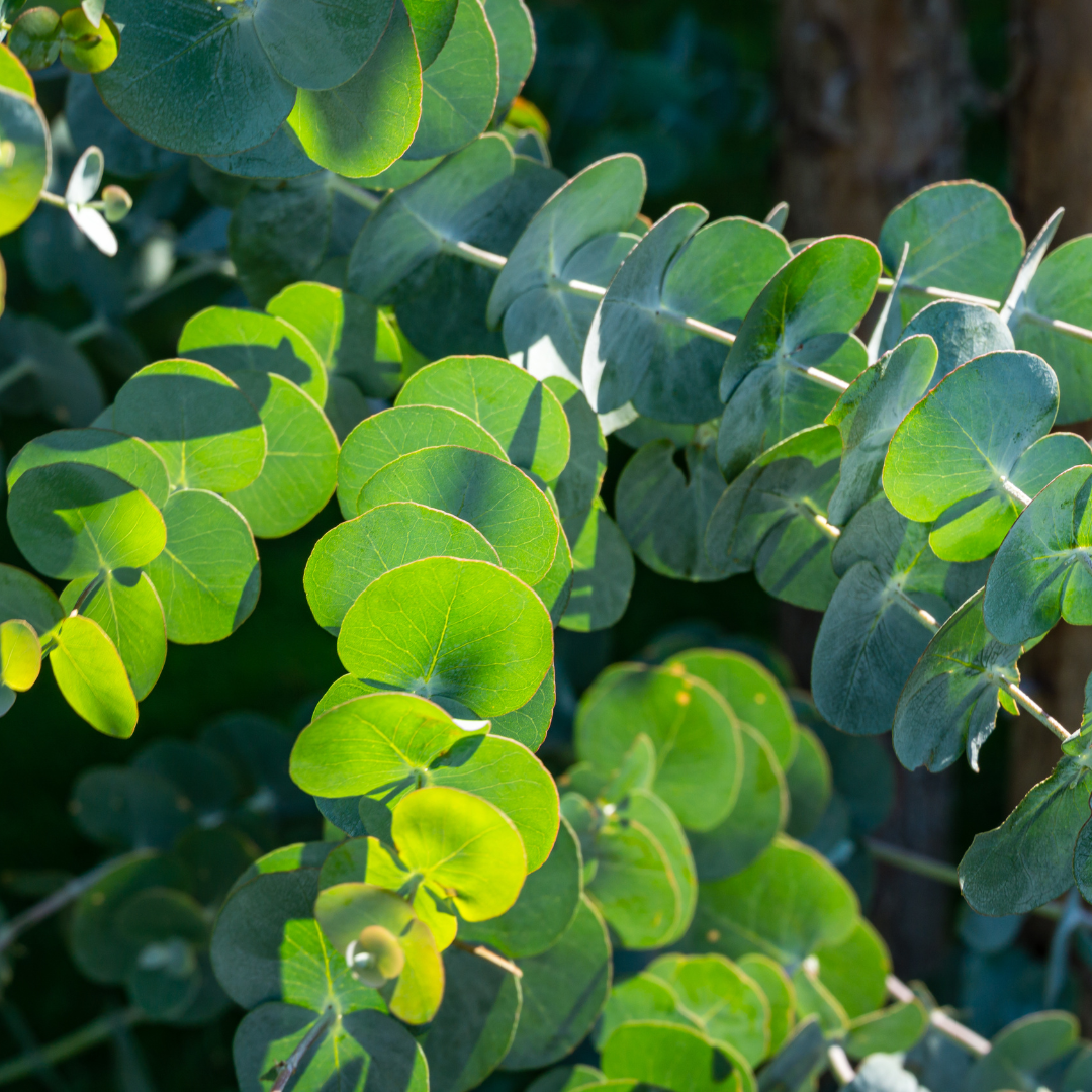 Eucalyptus Gunnii