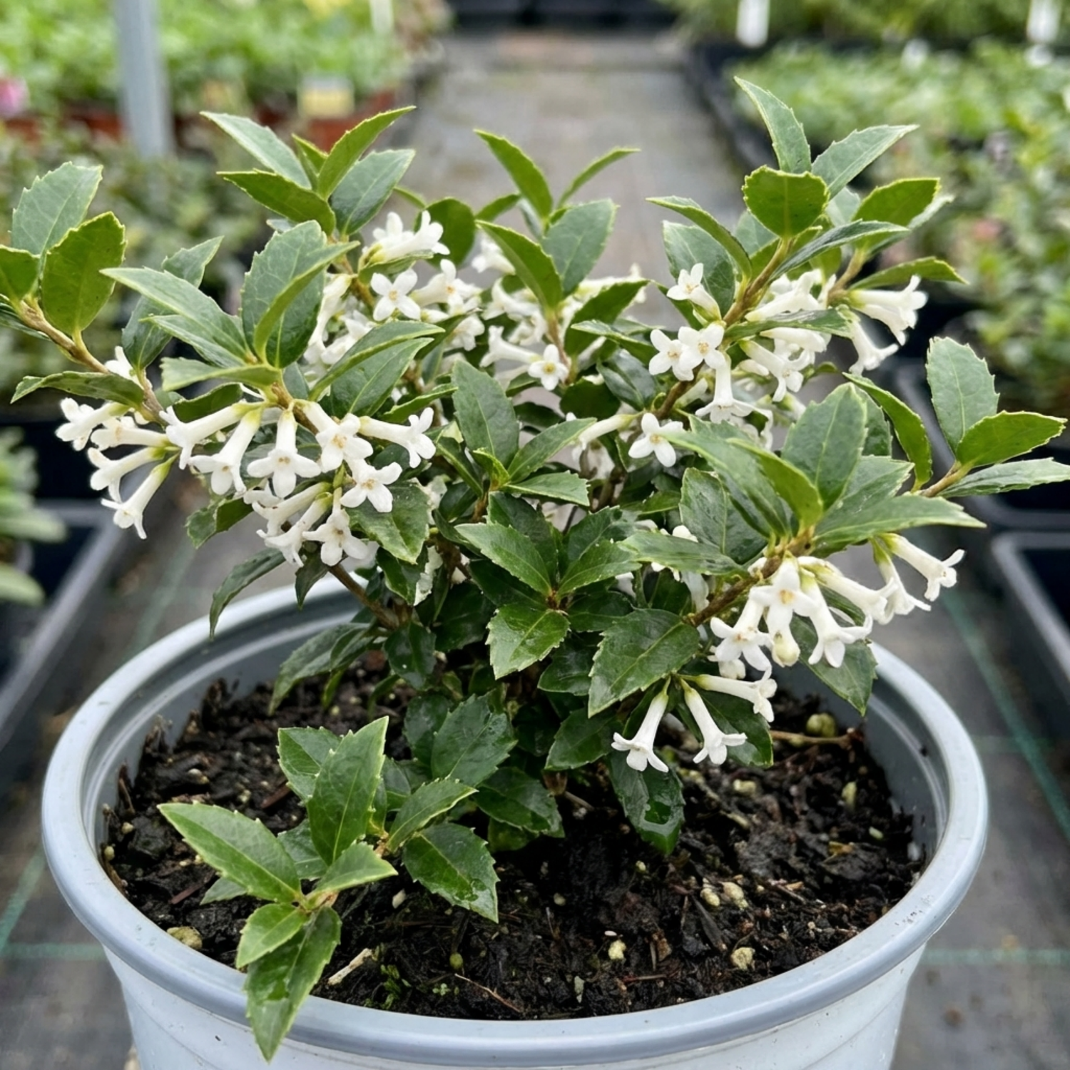 1 Osmanthus Delavayi Plant, Fragrant Evergreen Shrub, Outdoor Garden Ready, 19cm Root Ball