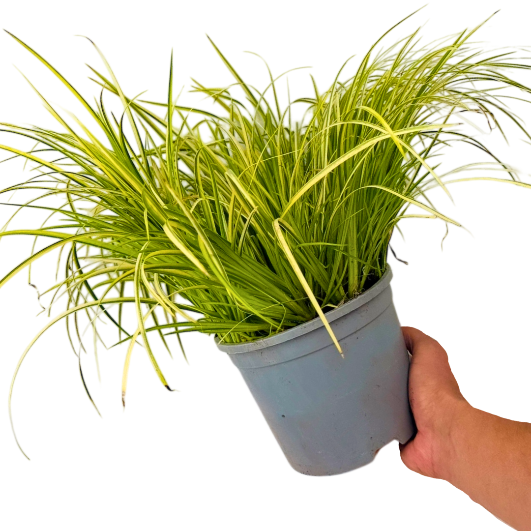 Acorus Ogon