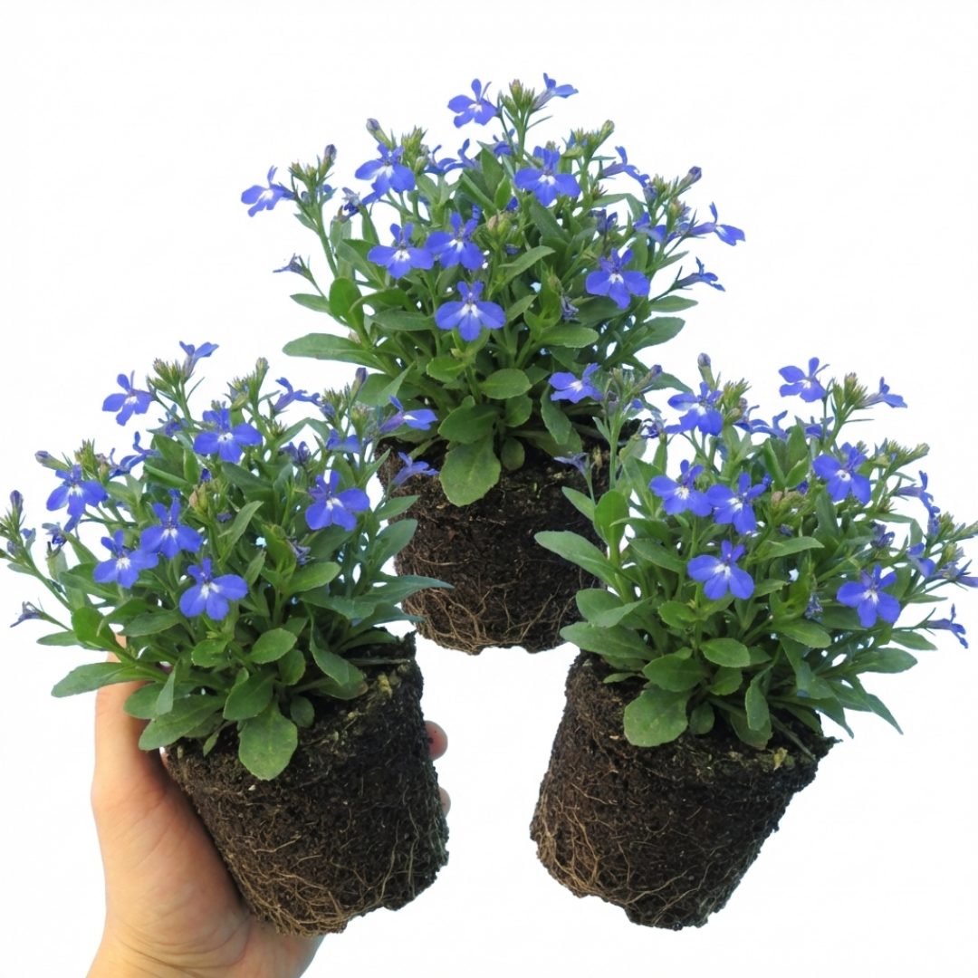 Set of 3 or 6 Large Plants - Lobelia Sweet Springs Blue, Ready to Plant in Your Garden