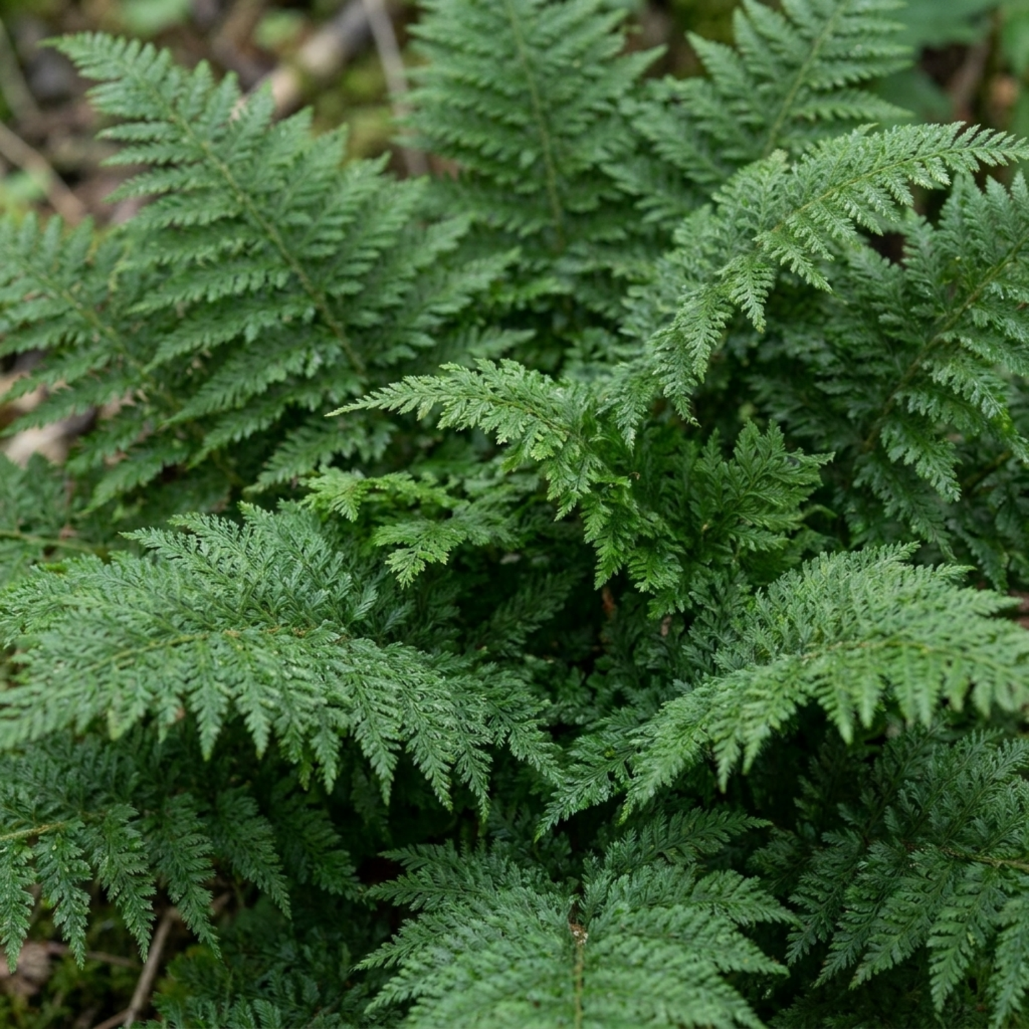 Set of 3 or 6 Soft Shield Fern Polystichum Plumosum Densum Plants, Hardy Evergreen Perennial, 1 Litre Root Ball
