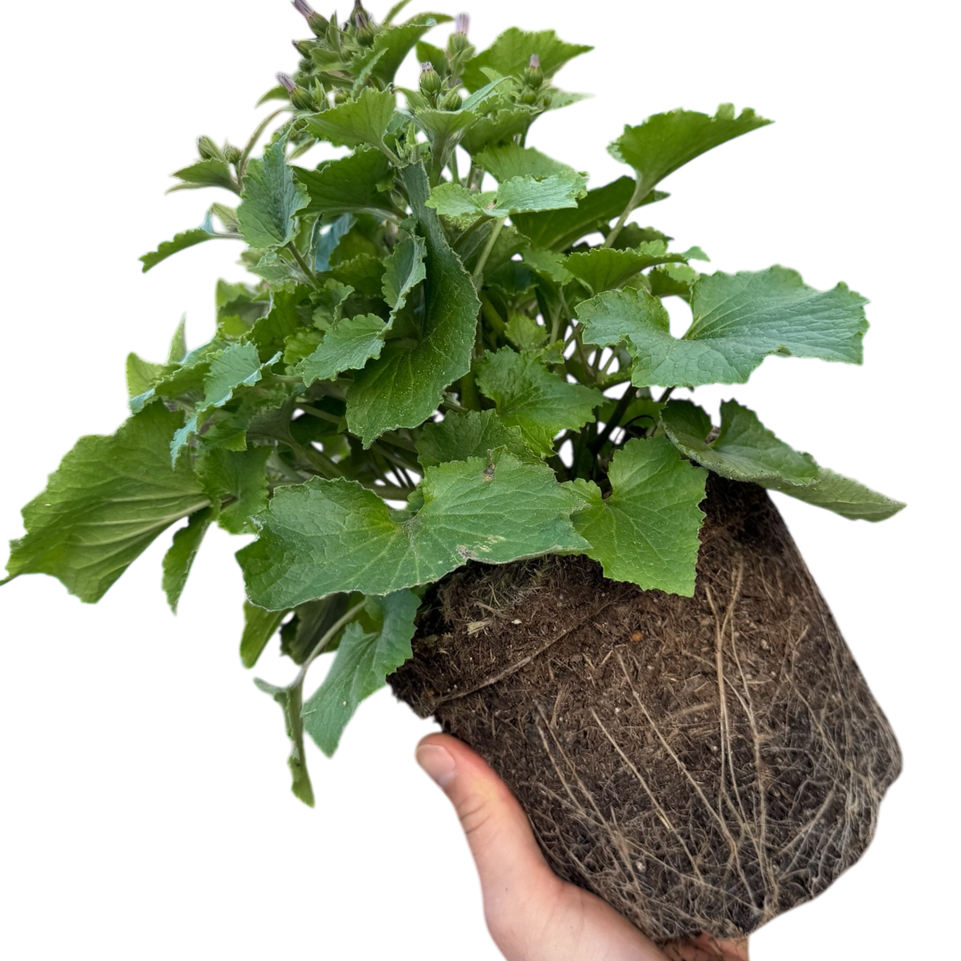 1 Large Bedding Plant - Senetti Magic Blue, Outdoor Garden Ready, 2L Pot