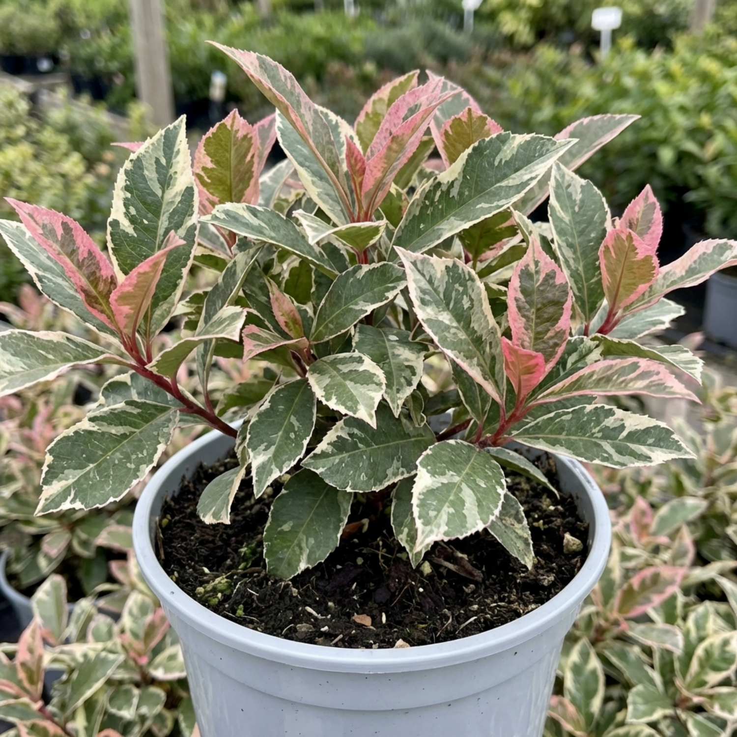1 Photinia Fraseri Pink Crispy Plant, Evergreen Hedge Shrub, Outdoor Garden Ready, 3 Litre Root Ball