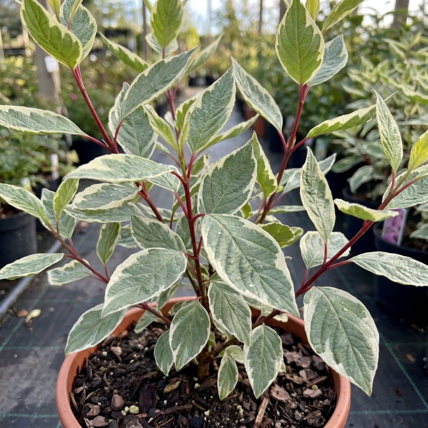 1 Cornus Alba Elegantissima Variegated Dogwood Shrub, Hardy Garden Ready, 3 Litre Root Ball