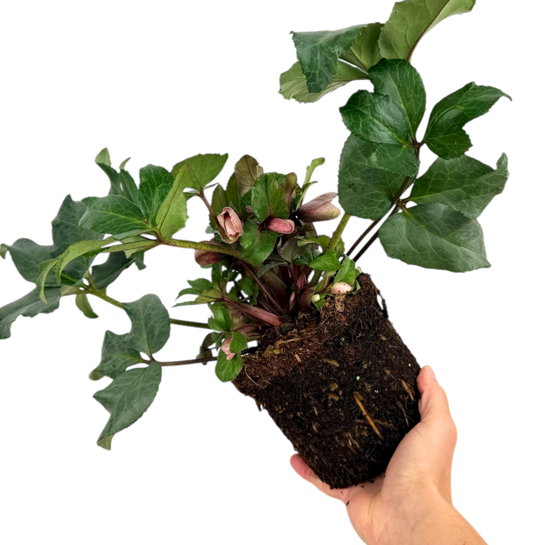 Hellebore Pirouette