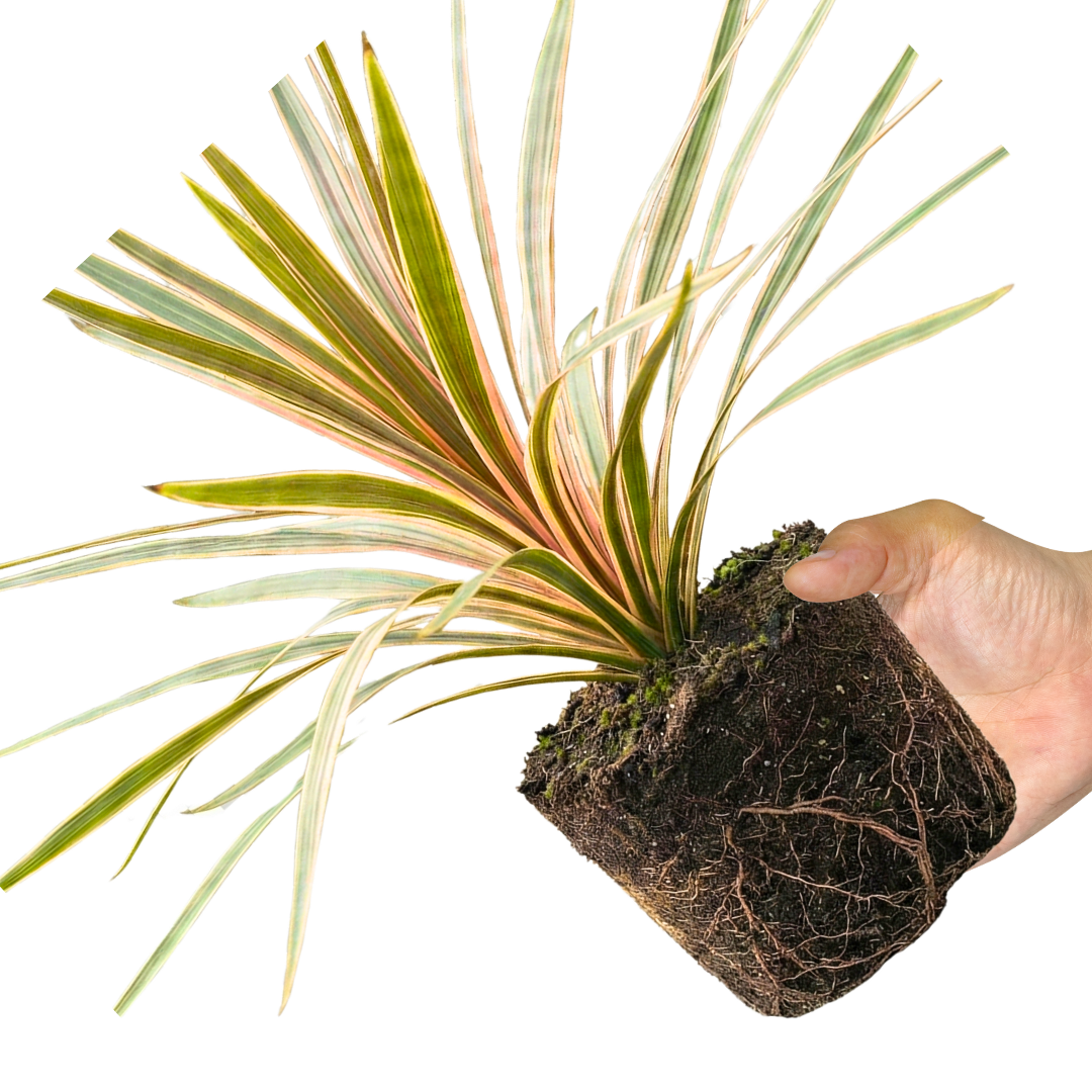1 Large Plant - Cordyline Eurostripe, Ready to Plant in Your Garden, 3L Rootball