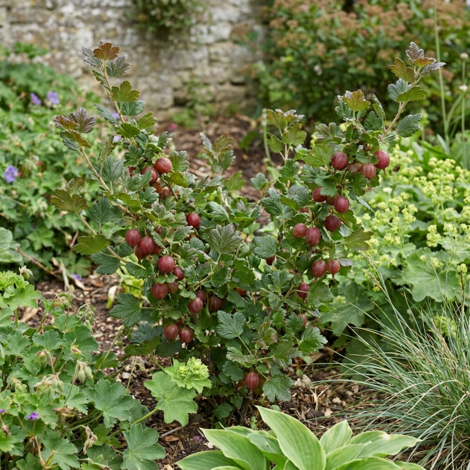 1 Gooseberry Murcurines Plant, Self Fertile Hardy Fruit Bush for Garden, 17cm Root-Ball