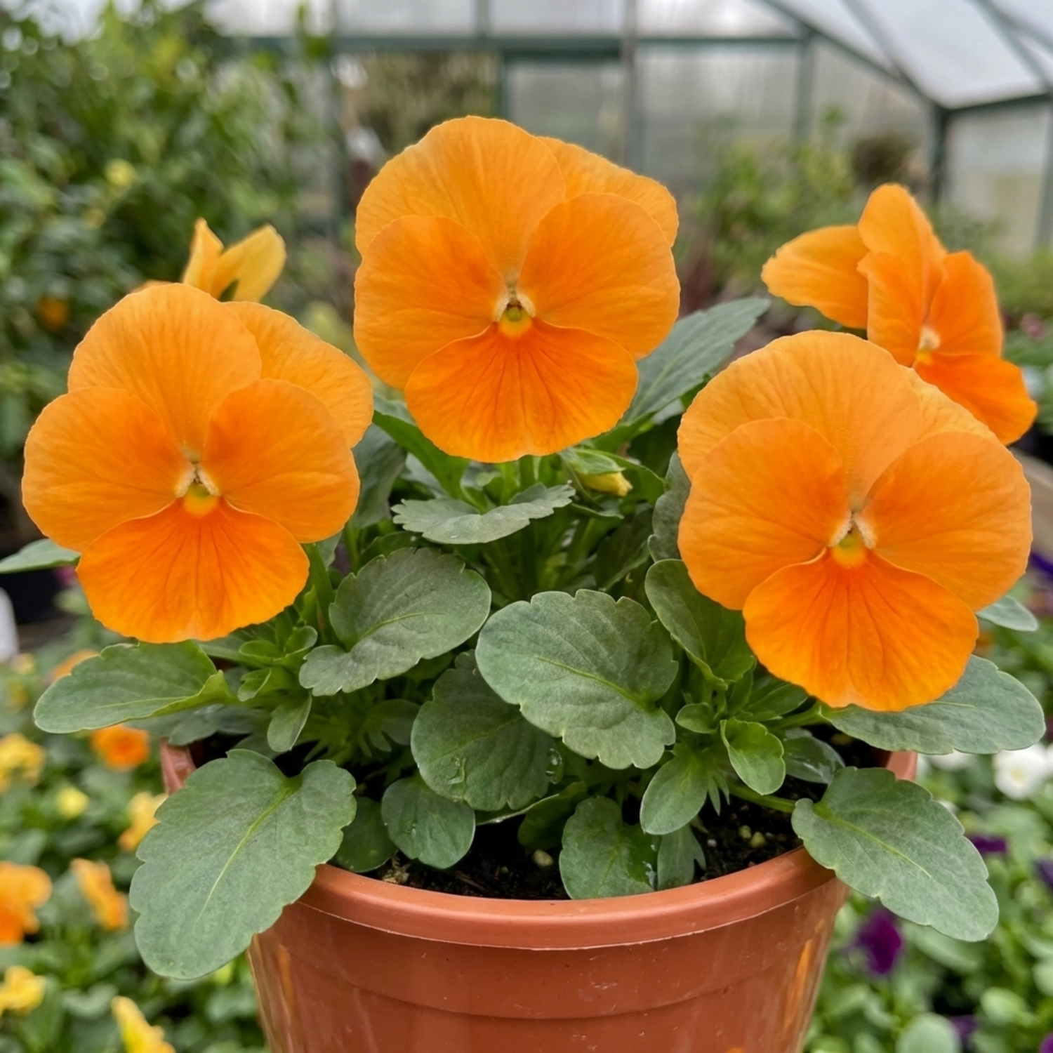 3 Pansy Delta Pro Clear Orange Flower Plants, Outdoor Garden Ready, Spring & Autumn, 3Ltr Root-Ball