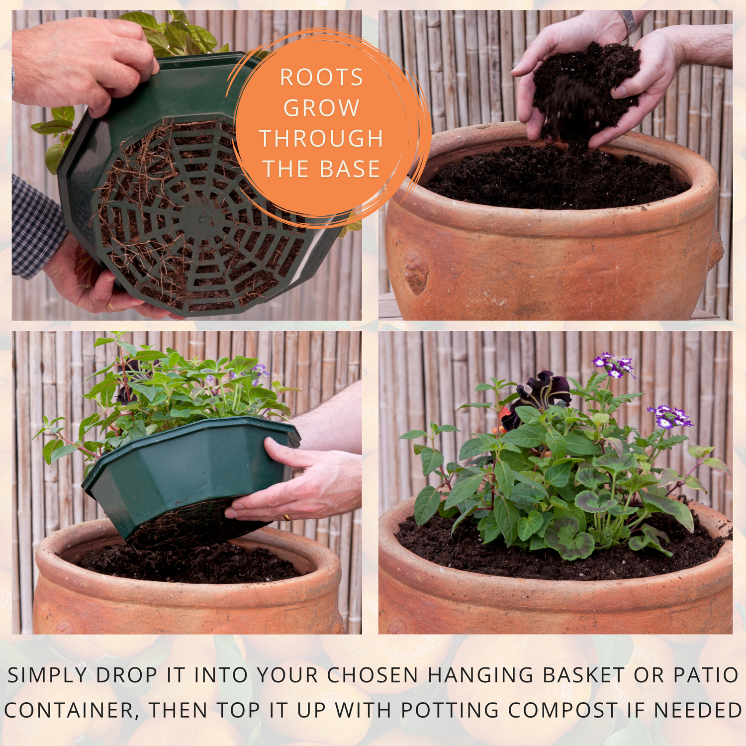 7 Colour Coordinated Plants - Tangerine Twist Theme Speedplanter, Garden Ready