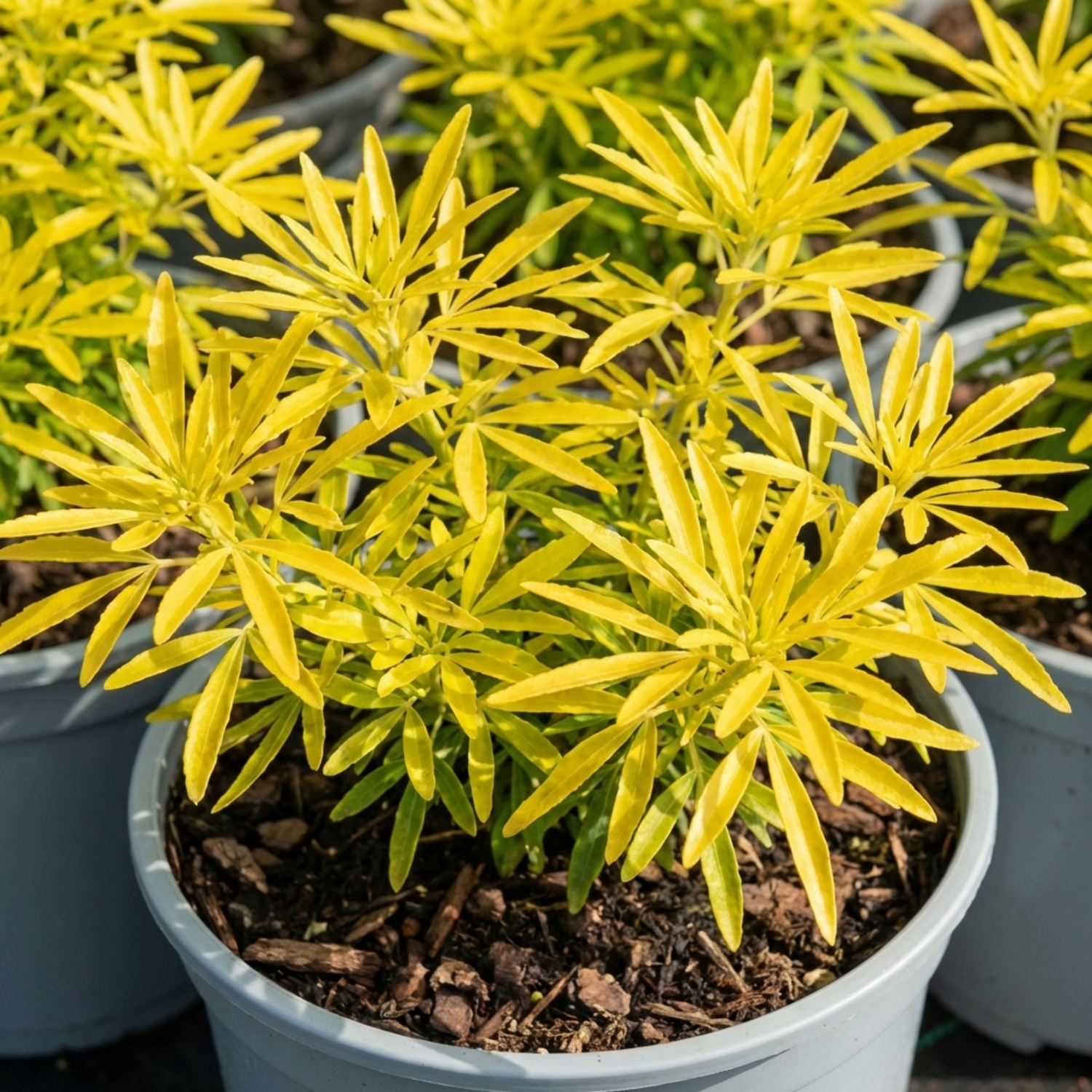 1 Choisya Goldfinger Plant, Hardy Evergreen Mexican Orange Blossom Shrub, 3L Root Ball