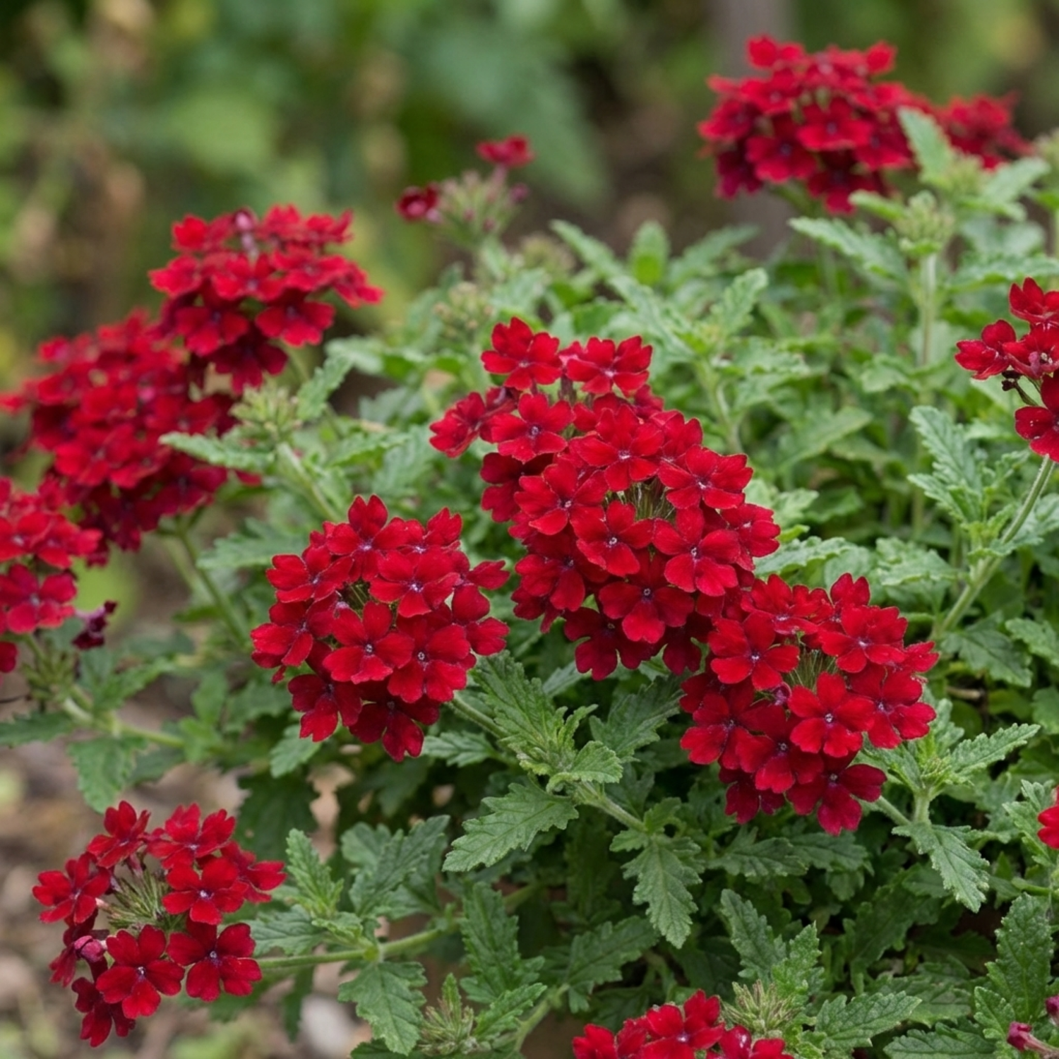 Set of 3 or 6 Verbena Trailing Deep Red Plants, Summer Flowering Bedding, Hanging Basket & Outdoor Garden Ready, 10.5cm Root Ball