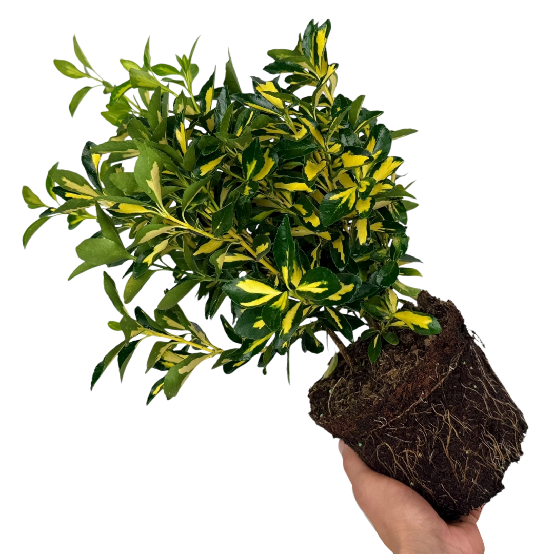 Euonymus Ovatus Aureus